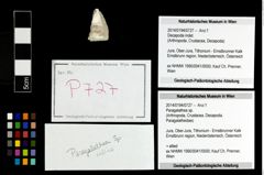 Foto (Objekt + Etikett) von Paragalathea sp.  (NHMW-GEO-2014-0194-0727)